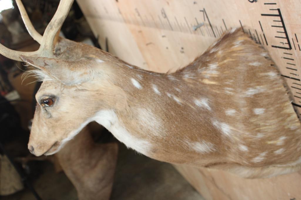AXIS DEER Shoulder Mount - 6