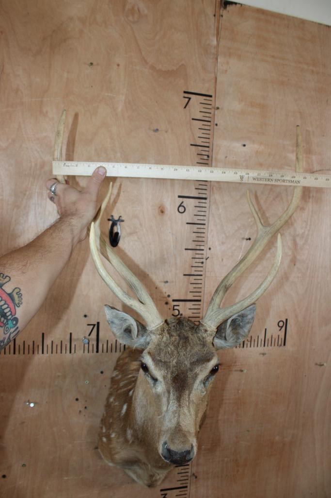 AXIS DEER Shoulder Mount - 7