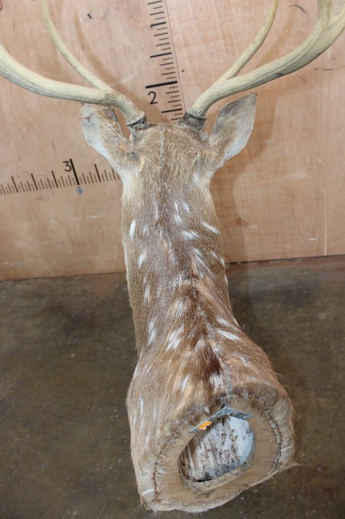 AXIS DEER Shoulder Mount - 8