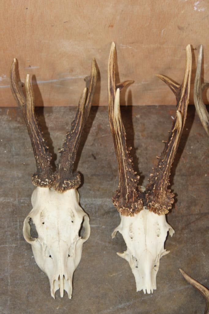 Big Lot of ROE DEER Skulls, Skull Caps, and Antler Cut-offs - 2