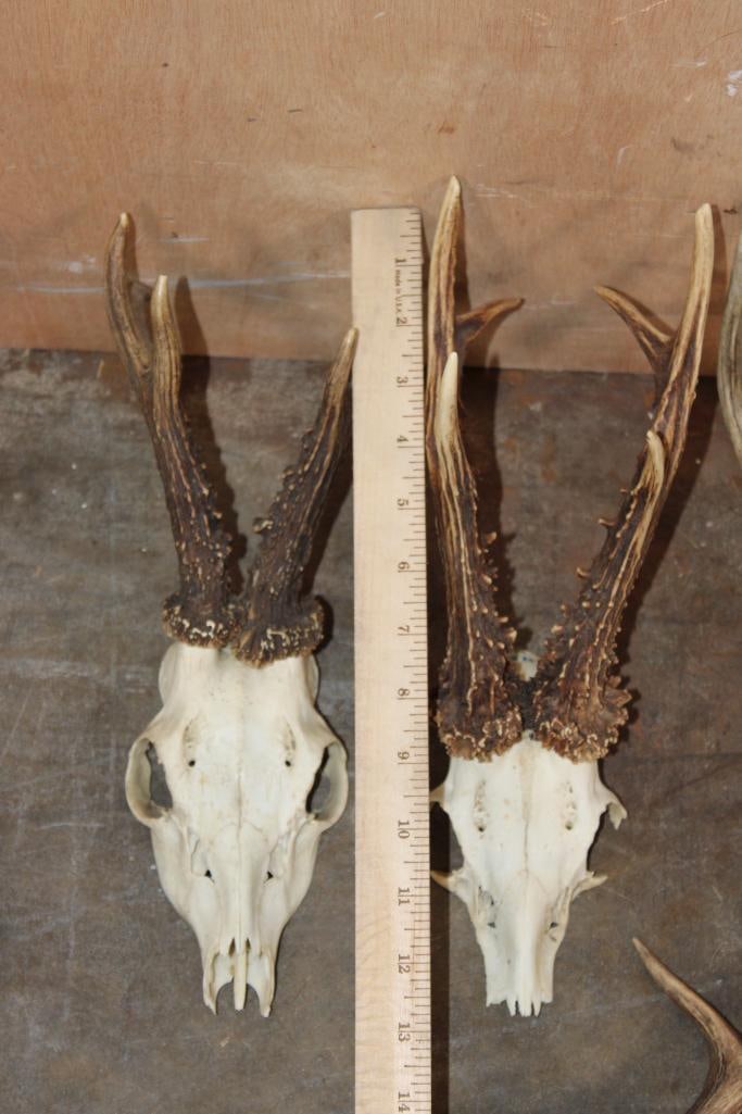 Big Lot of ROE DEER Skulls, Skull Caps, and Antler Cut-offs - 3