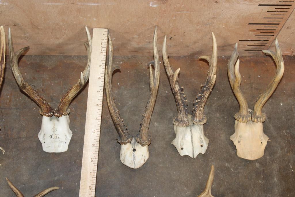 Big Lot of ROE DEER Skulls, Skull Caps, and Antler Cut-offs - 4