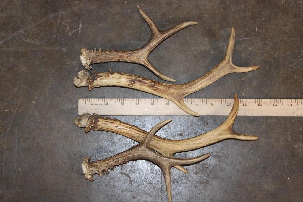 Big Lot of ROE DEER Skulls, Skull Caps, and Antler Cut-offs - 5