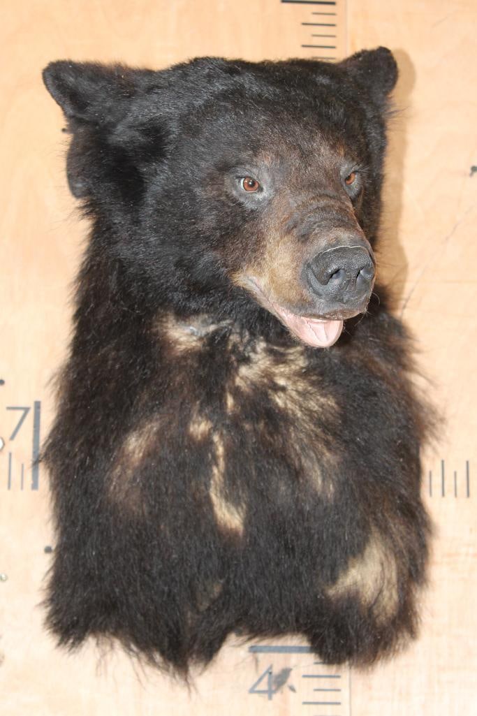 BLACK BEAR Shoulder Mount - 2