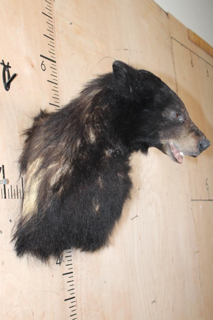 BLACK BEAR Shoulder Mount - 3