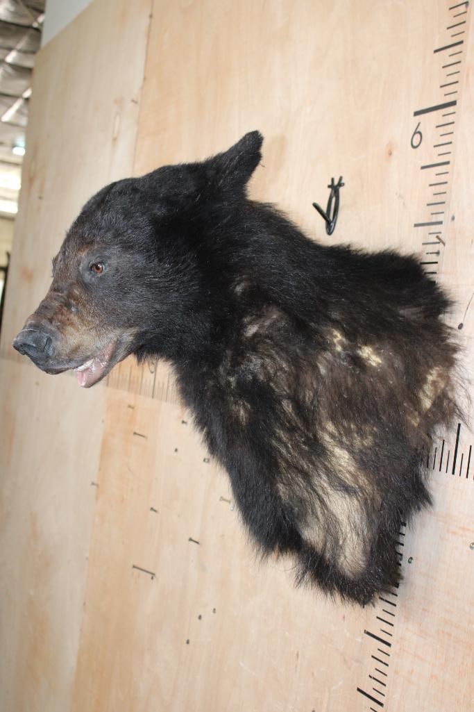 BLACK BEAR Shoulder Mount - 4