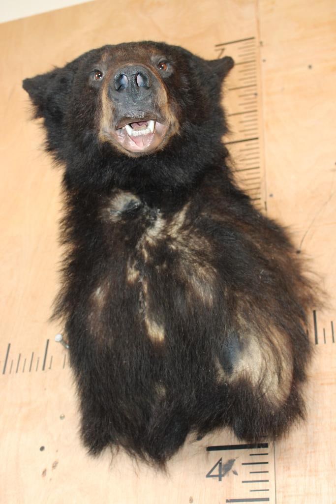 BLACK BEAR Shoulder Mount - 5