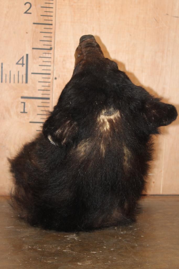 BLACK BEAR Shoulder Mount - 6