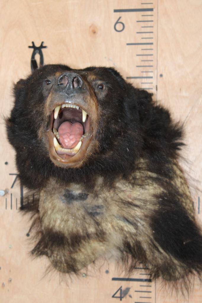 *Taxidermist Special* BLACK BEAR Taxidermy Form for a Shoulder Mount: BLACK BEAR Taxidermy Form for a Shoulder Mount. It is mostly bald, actively losing fur. TAXIDERMY 