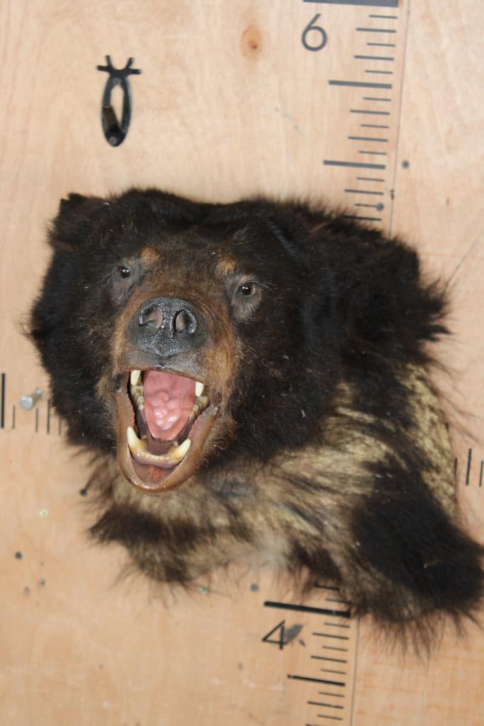 *Taxidermist Special* BLACK BEAR Taxidermy Form for a Shoulder Mount - 2