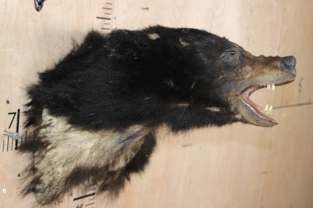 *Taxidermist Special* BLACK BEAR Taxidermy Form for a Shoulder Mount - 3