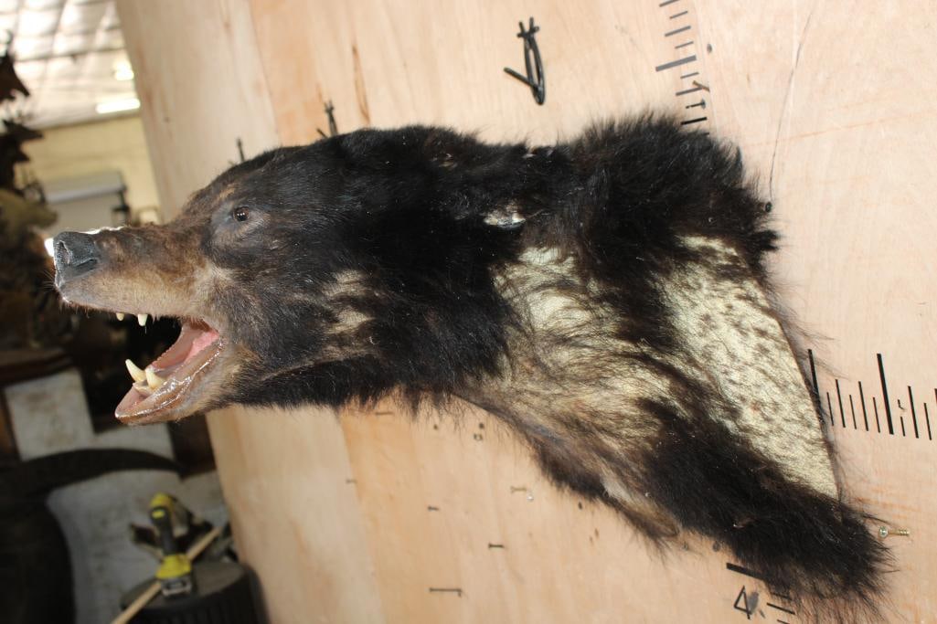 *Taxidermist Special* BLACK BEAR Taxidermy Form for a Shoulder Mount - 4