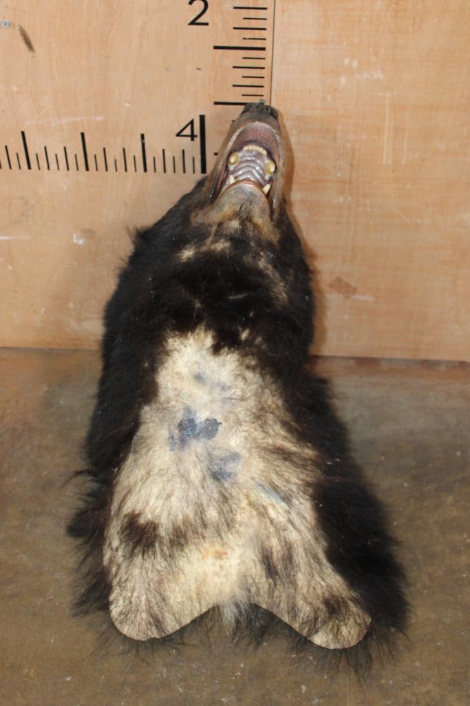 *Taxidermist Special* BLACK BEAR Taxidermy Form for a Shoulder Mount - 5