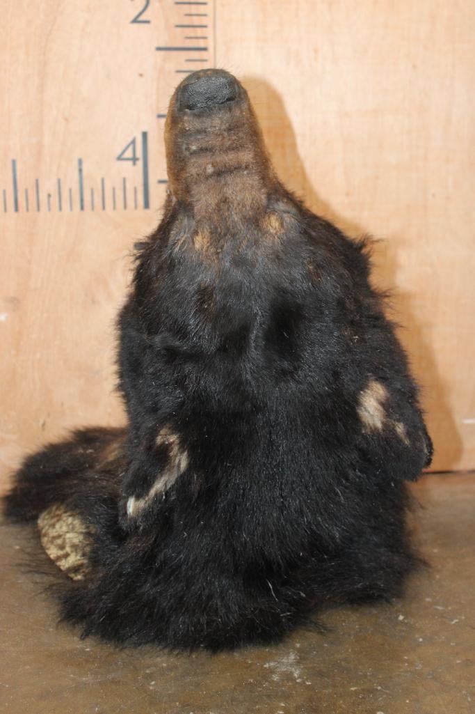 *Taxidermist Special* BLACK BEAR Taxidermy Form for a Shoulder Mount - 6