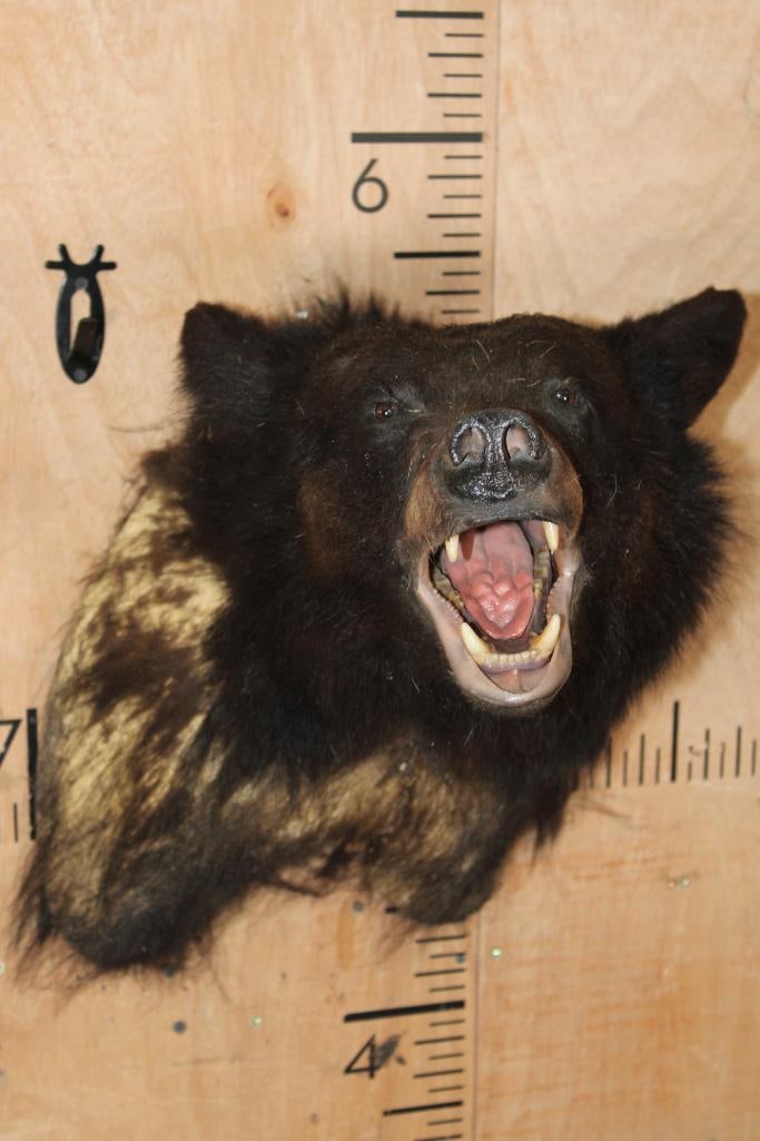 BLACK BEAR Taxidermy Form for a Shoulder Mount - 2
