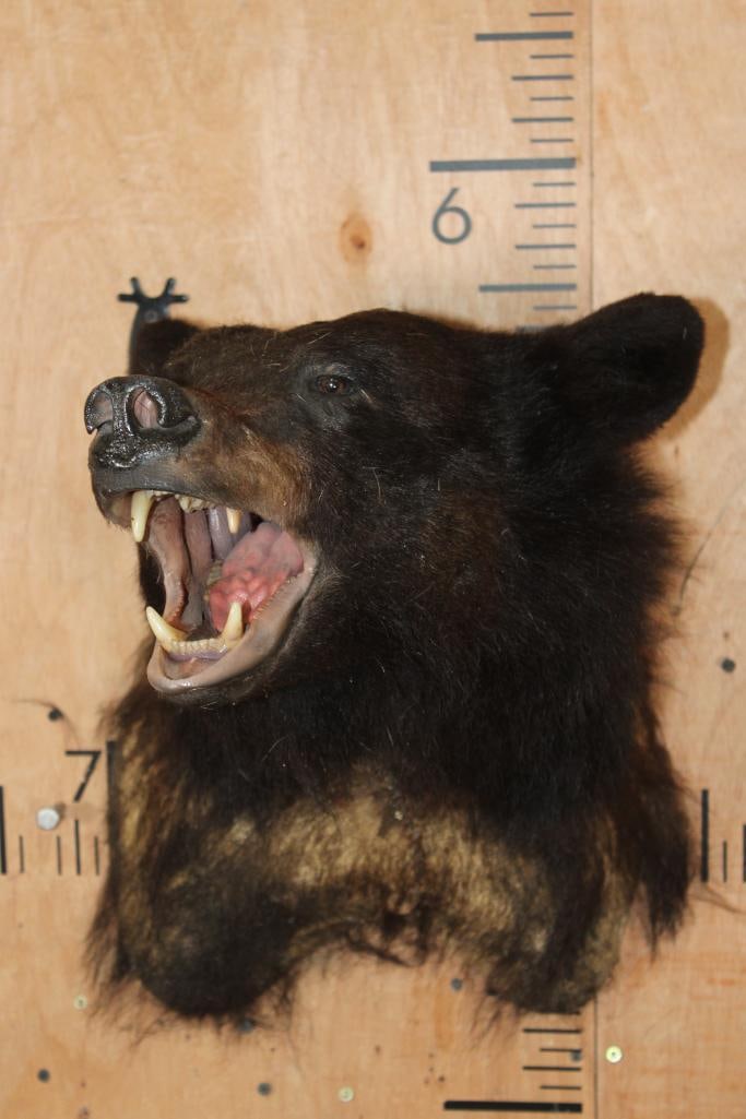 BLACK BEAR Taxidermy Form for a Shoulder Mount - 3