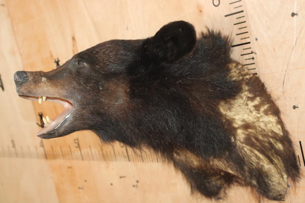 BLACK BEAR Taxidermy Form for a Shoulder Mount - 4