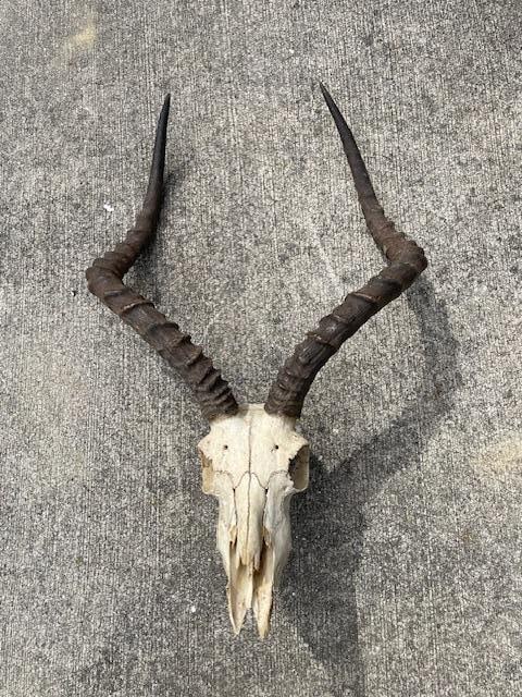 Big AFRICAN IMPALA Skull - 2