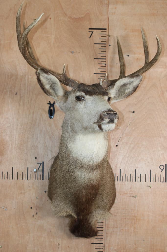 8-Point MULE DEER Shoulder Mount - 2