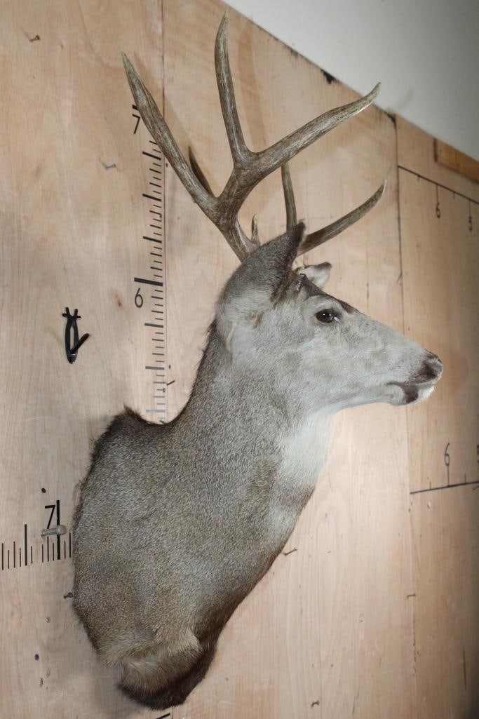 8-Point MULE DEER Shoulder Mount - 3