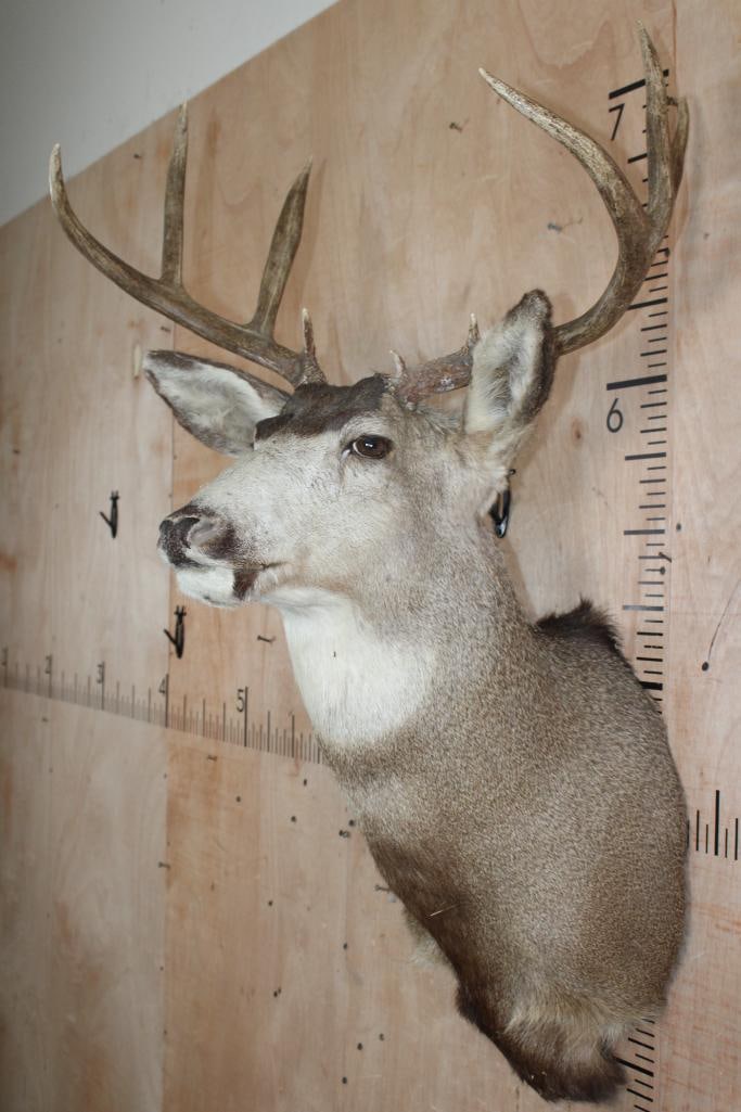 8-Point MULE DEER Shoulder Mount - 4