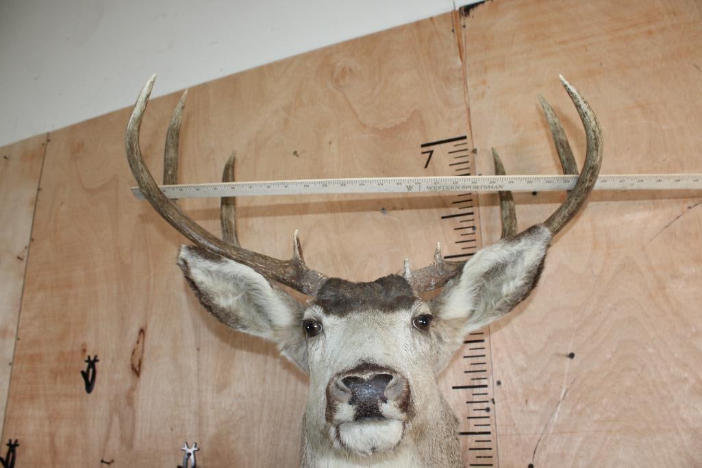 8-Point MULE DEER Shoulder Mount - 5