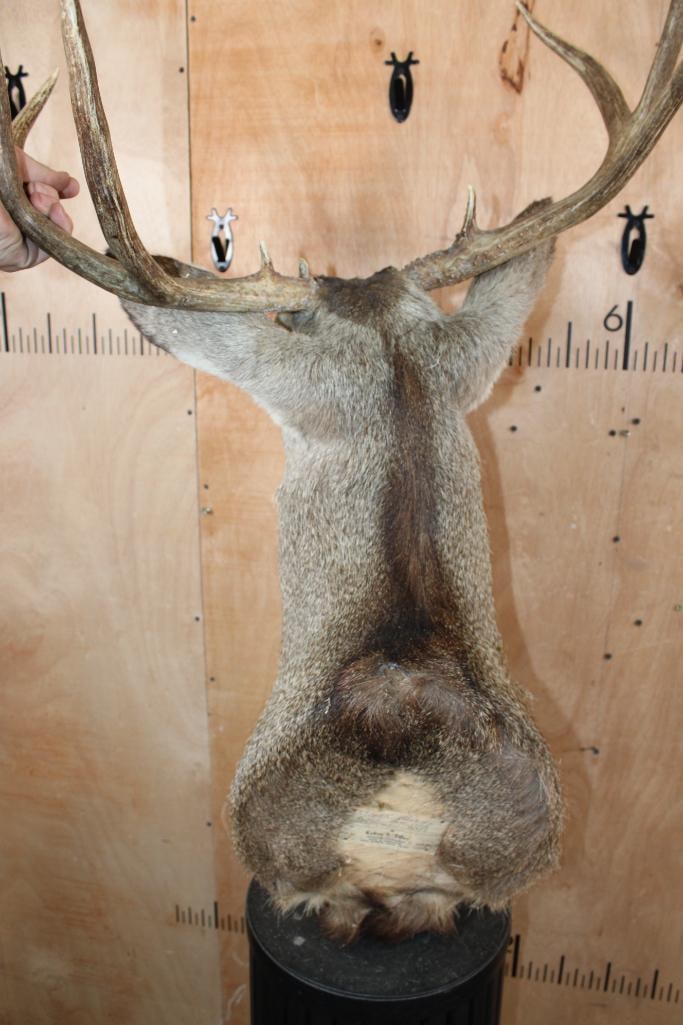 8-Point MULE DEER Shoulder Mount - 6
