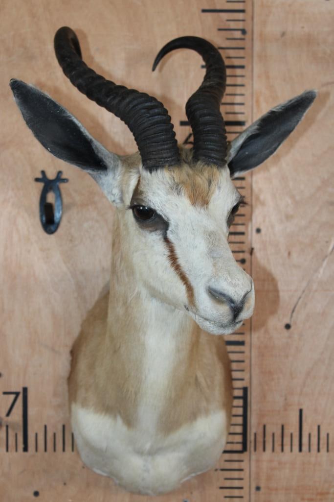 Big SPRINGBOK Shoulder Mount - 2