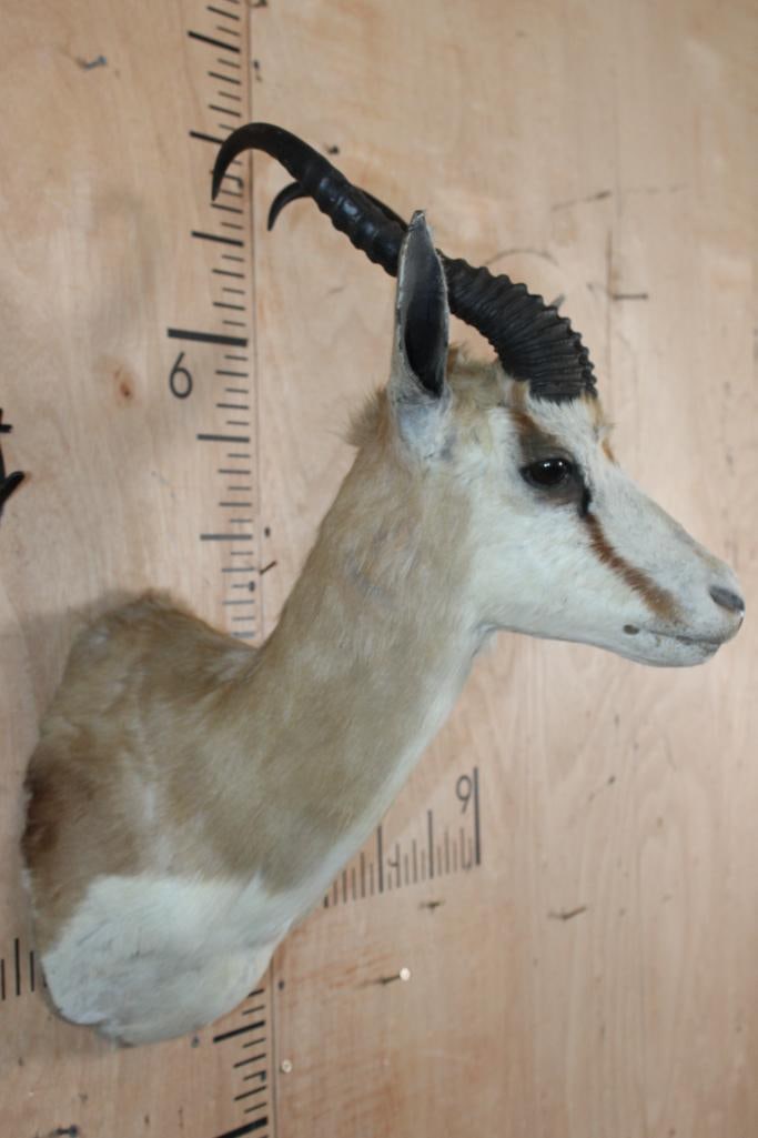 Big SPRINGBOK Shoulder Mount - 3