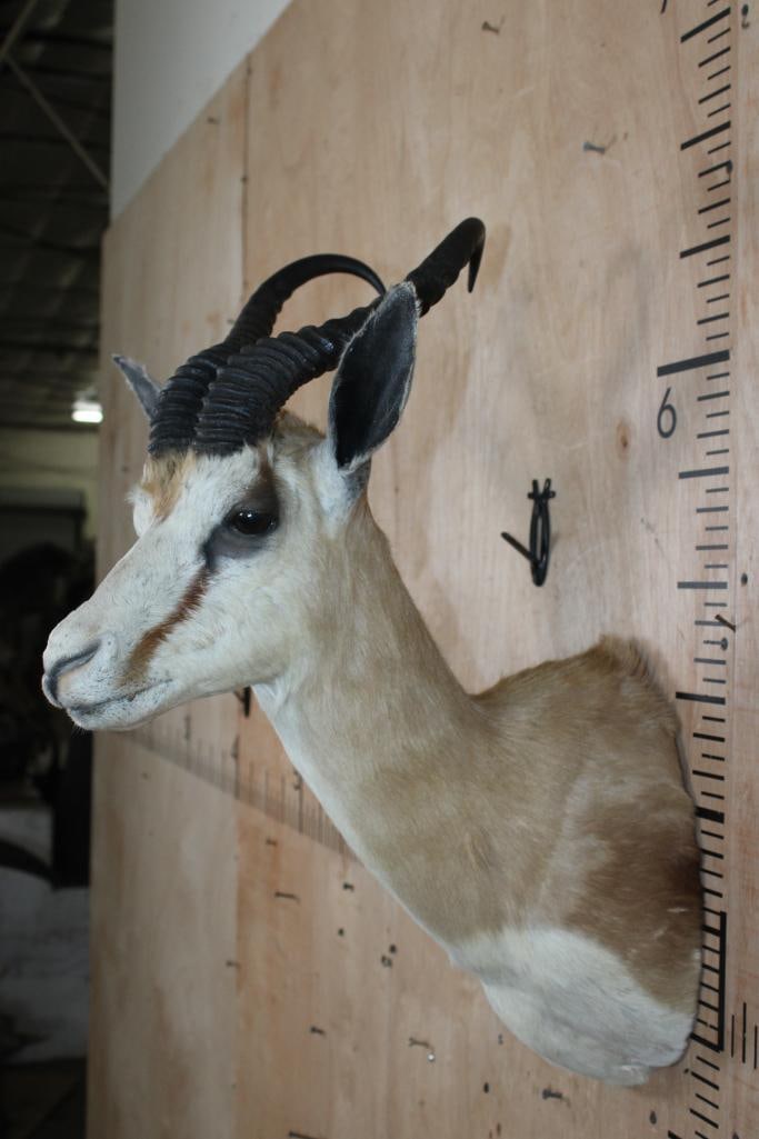 Big SPRINGBOK Shoulder Mount - 4