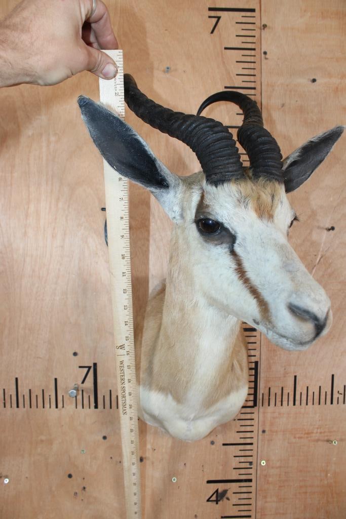 Big SPRINGBOK Shoulder Mount - 5