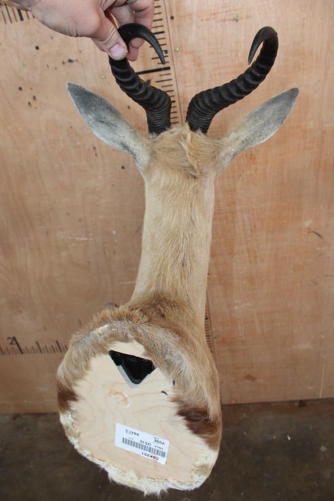Big SPRINGBOK Shoulder Mount - 6