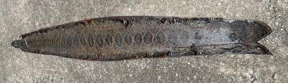 Huge RATTLESNAKE Skin on a Wood Plank Backing - 2