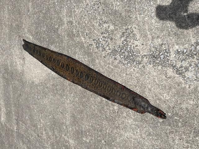 Huge RATTLESNAKE Skin on a Wood Plank Backing - 3