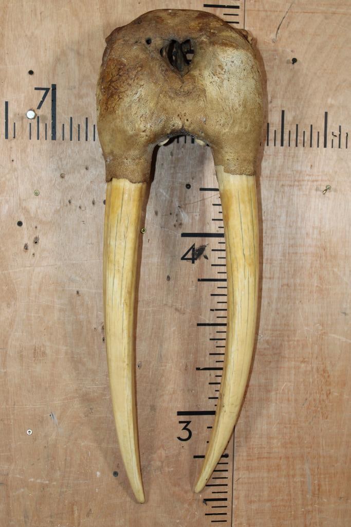 Pre 1972 WALRUS Skull Mask with XL Tusks - 2