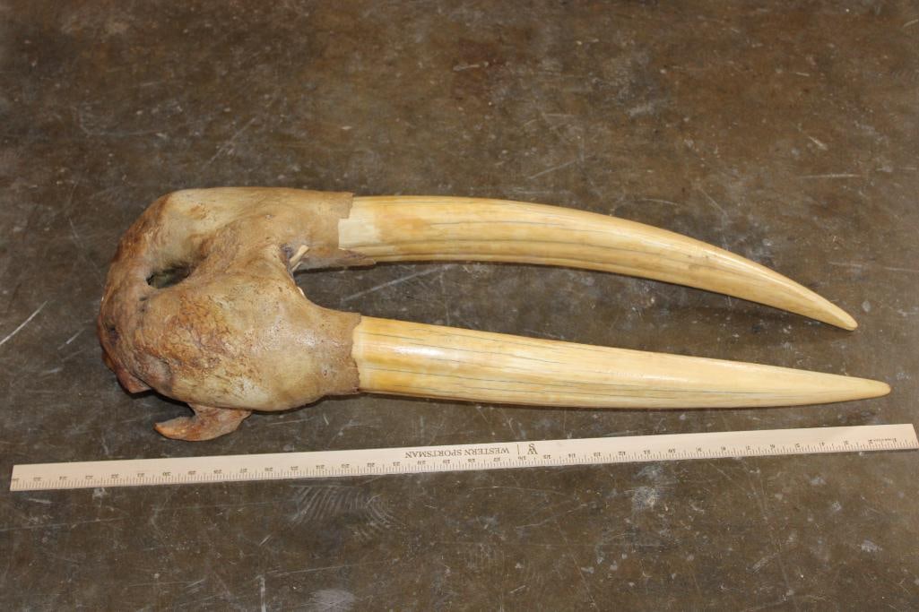 Pre 1972 WALRUS Skull Mask with XL Tusks - 7