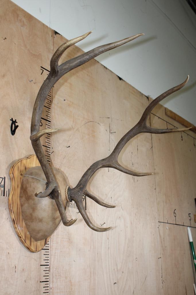 10-Point ELK Rack Mounted on a Wood Plaque - 2