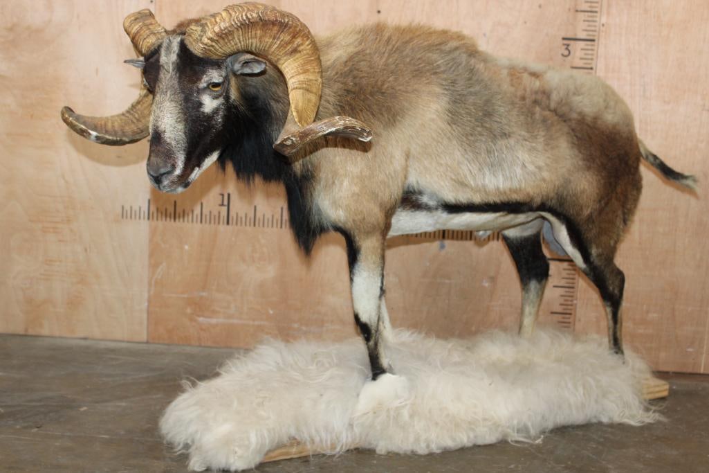 Life-sized CORSICAN Sheep Ram on Base with Sheep Hide (1 of 7)