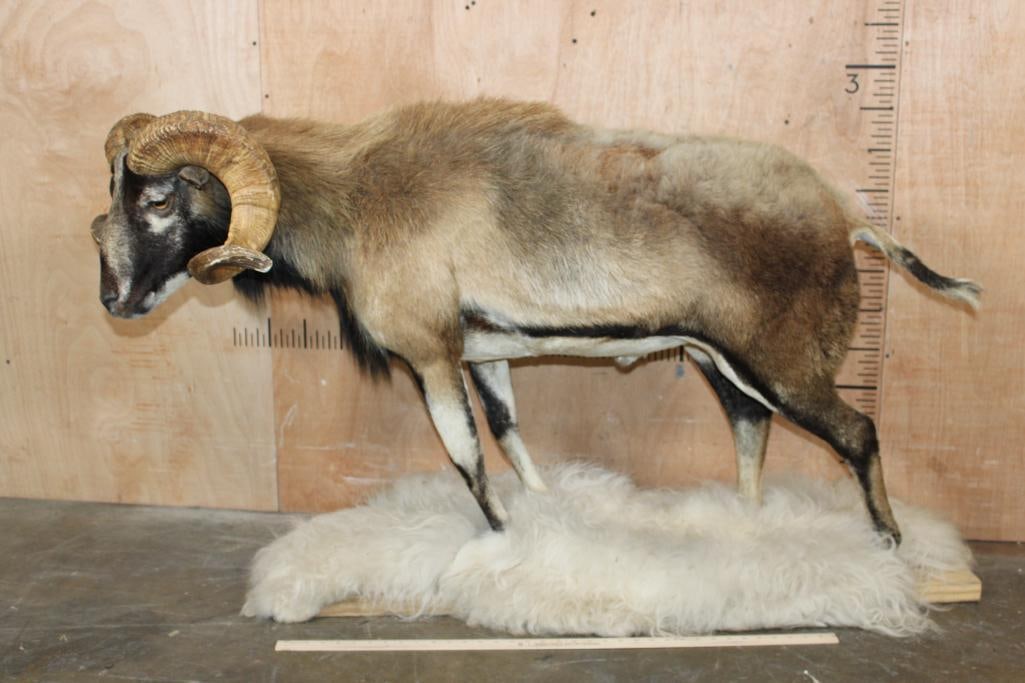 Life-sized CORSICAN Sheep Ram on Base with Sheep Hide - 2