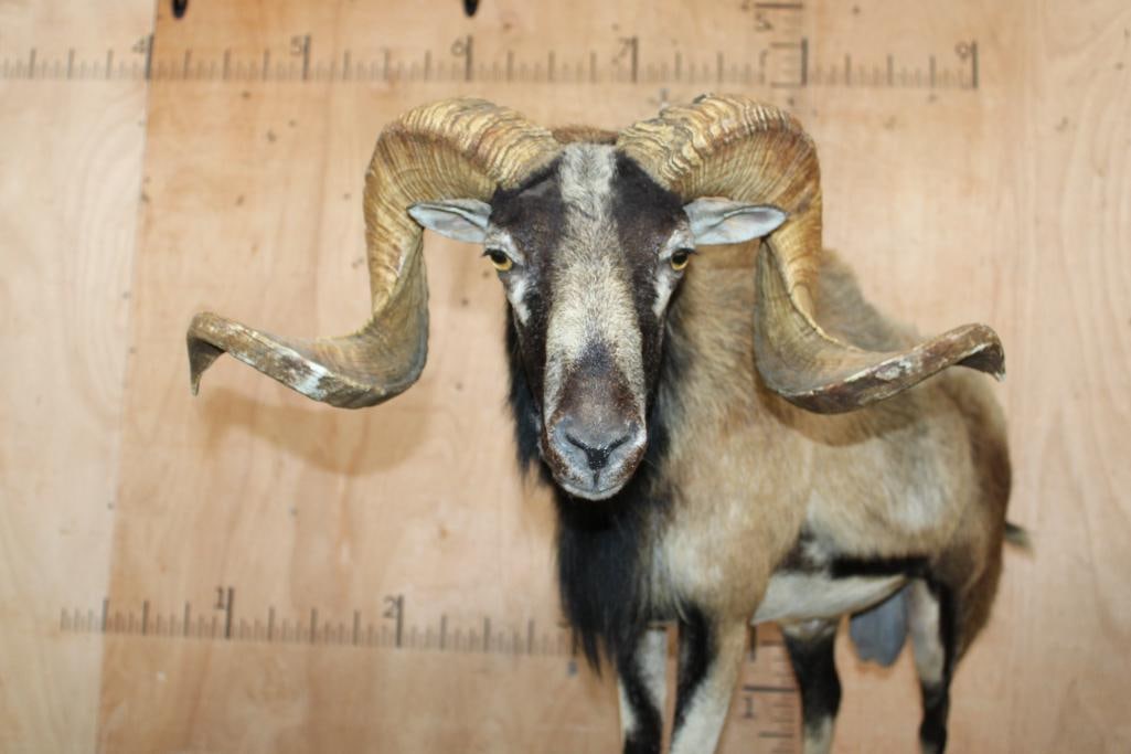 Life-sized CORSICAN Sheep Ram on Base with Sheep Hide - 3