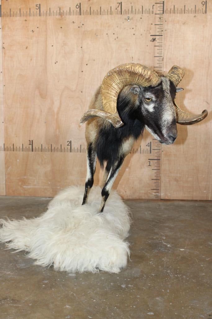 Life-sized CORSICAN Sheep Ram on Base with Sheep Hide - 4