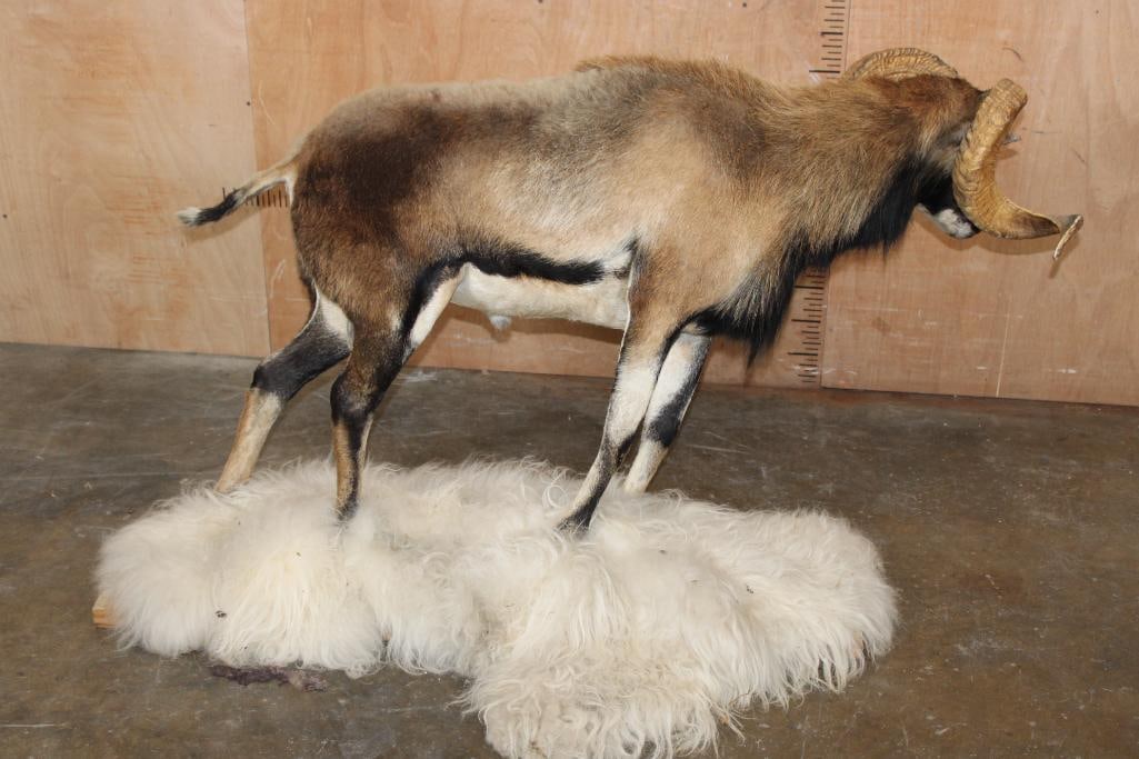 Life-sized CORSICAN Sheep Ram on Base with Sheep Hide - 5