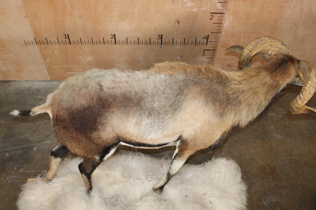Life-sized CORSICAN Sheep Ram on Base with Sheep Hide - 6