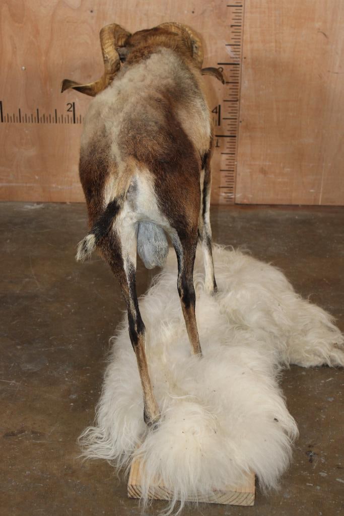 Life-sized CORSICAN Sheep Ram on Base with Sheep Hide - 7