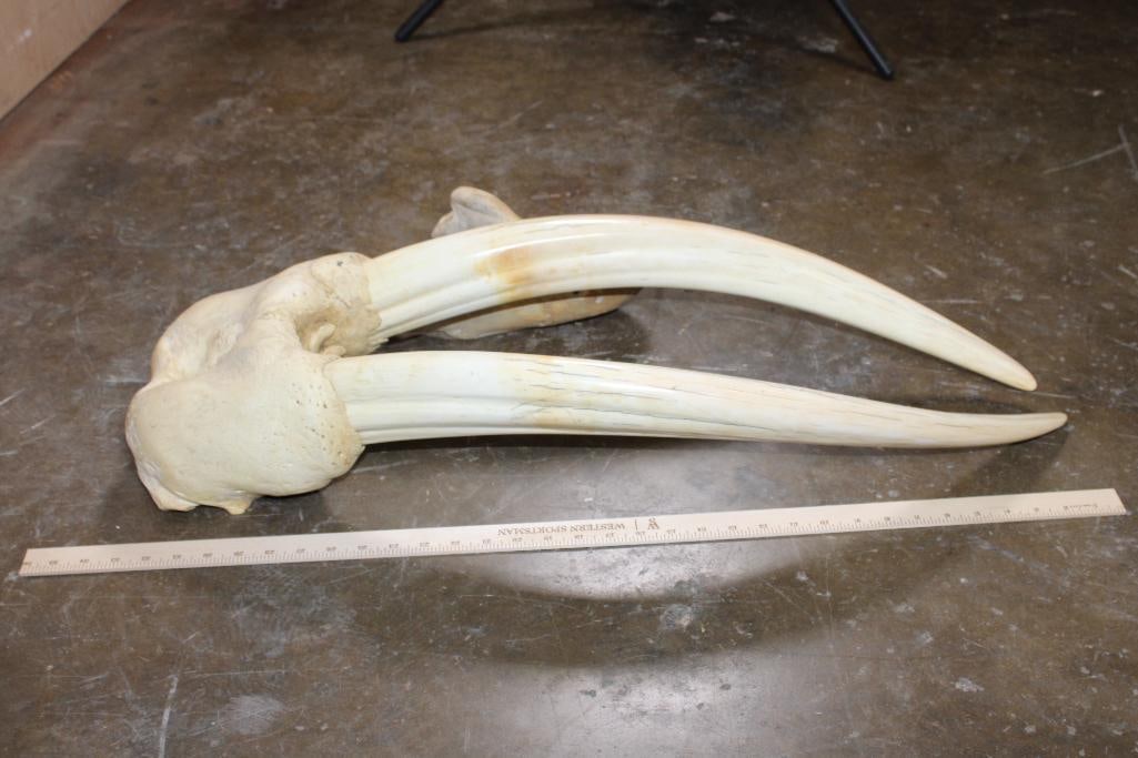 WALRUS Skull Mask with Massive *Real Ivory* Tusks - 2