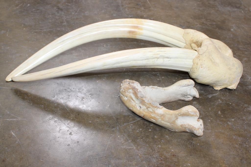 WALRUS Skull Mask with Massive *Real Ivory* Tusks - 3