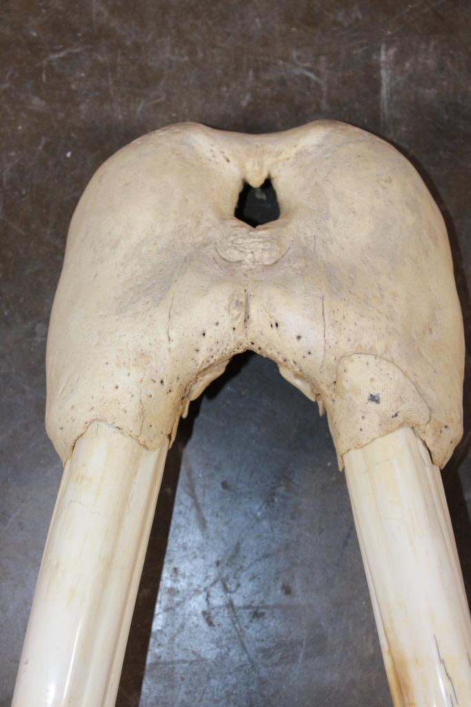 WALRUS Skull Mask with Massive *Real Ivory* Tusks - 4