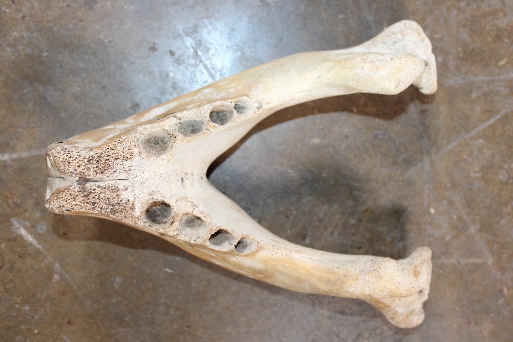 WALRUS Skull Mask with Massive *Real Ivory* Tusks - 6