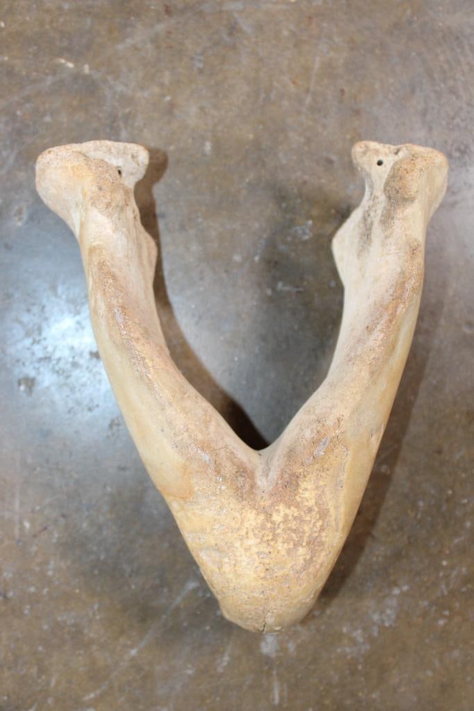 WALRUS Skull Mask with Massive *Real Ivory* Tusks - 7