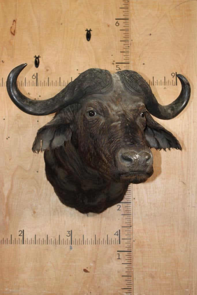 CAPE BUFFALO Shoulder Mount - 2